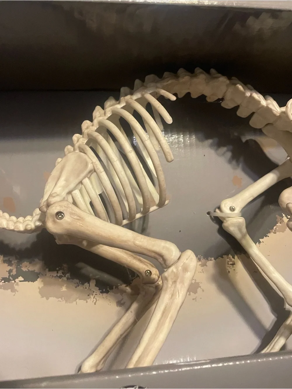 Kitty Bonez Skeleton Cat Halloweem skulls New